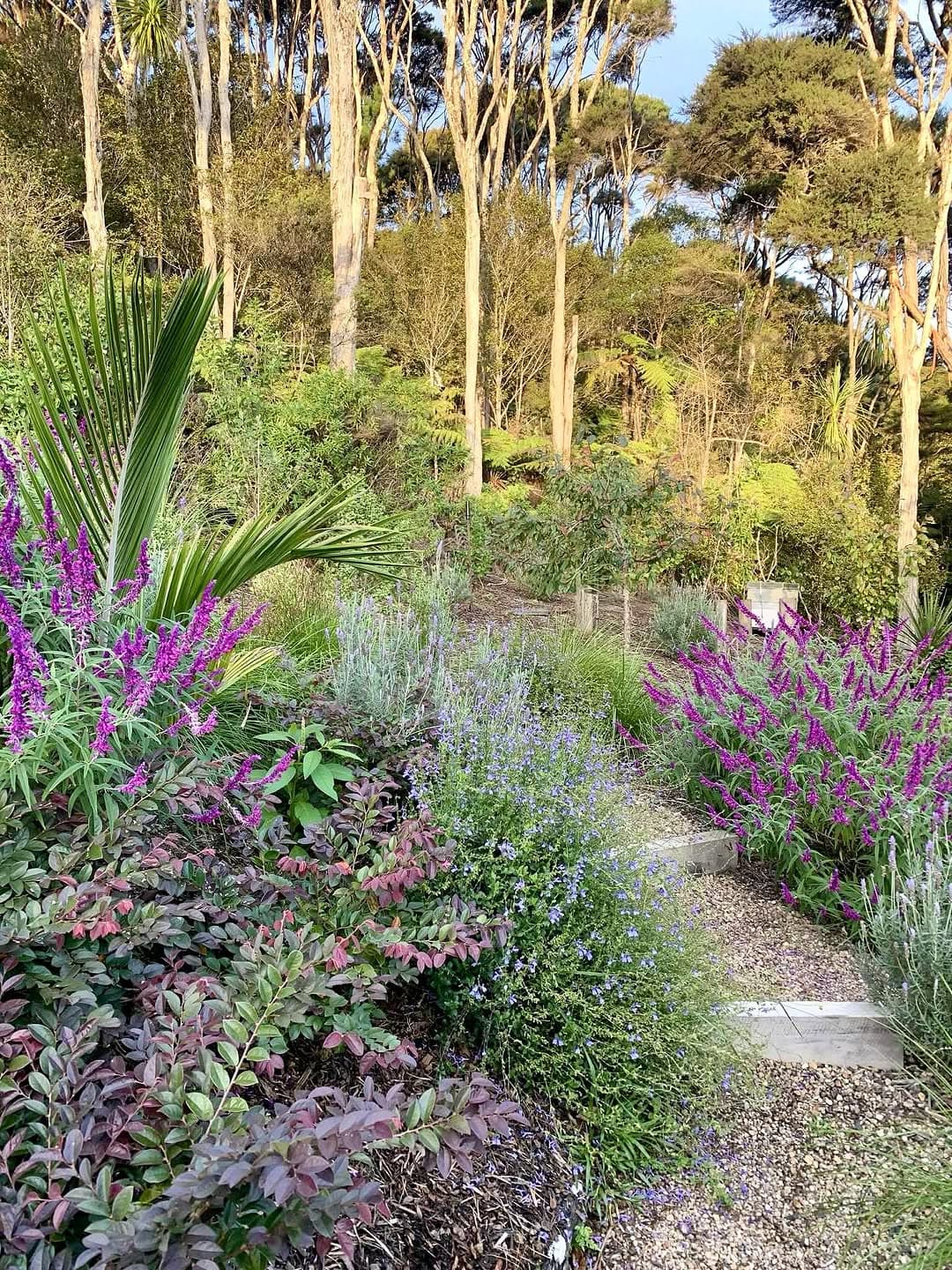 Hillside garden with flowering salvia and lavender