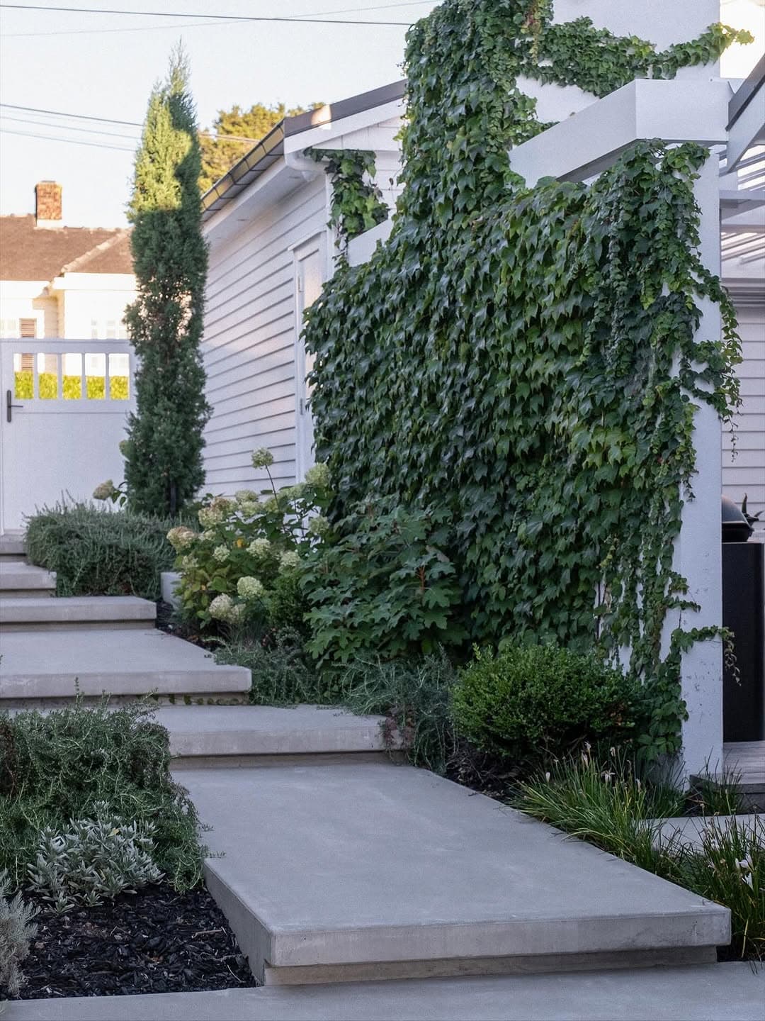 Floating concrete slab path beside climbing ivy